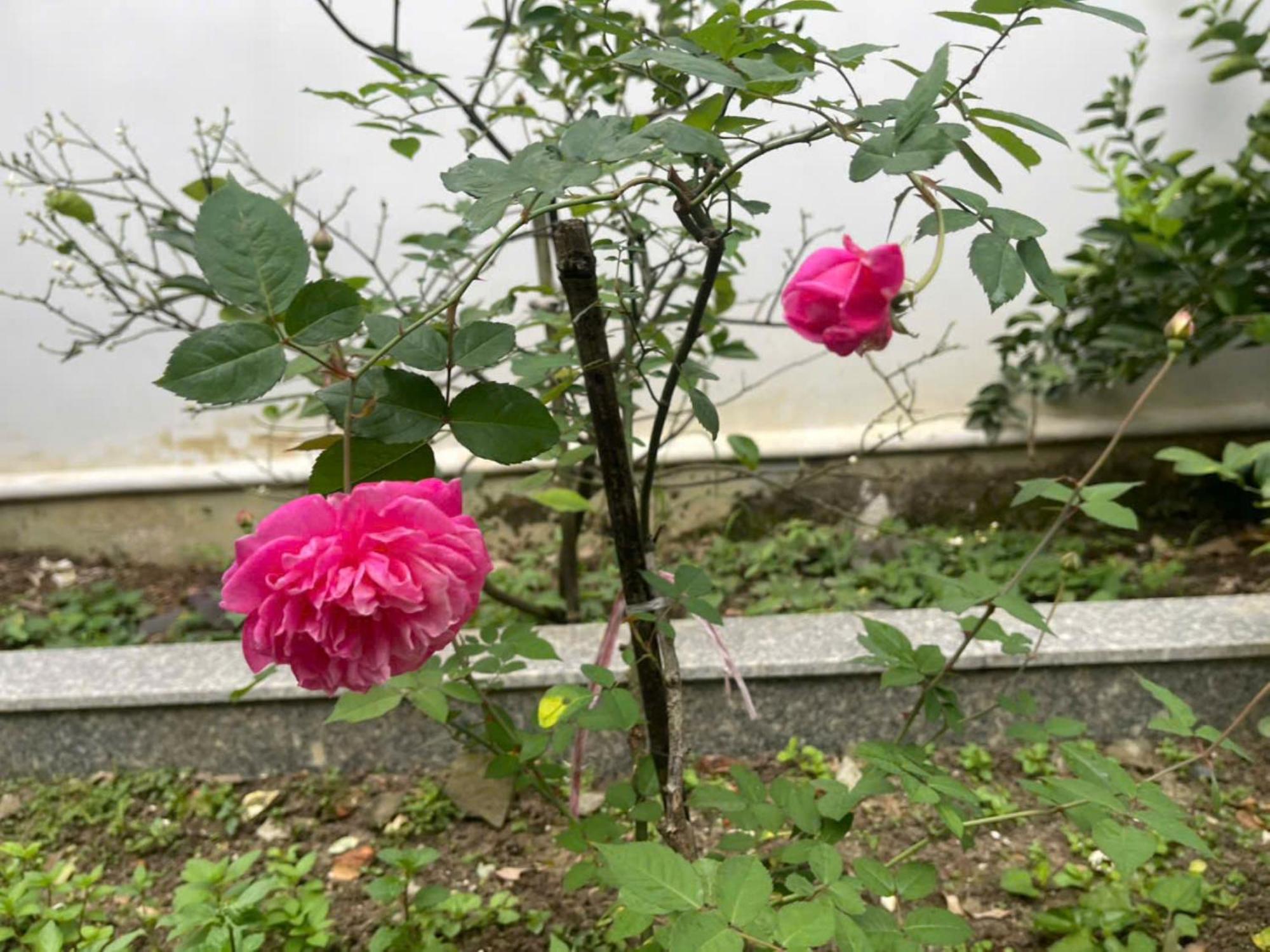 Nhat Long Homestay Hue Eksteriør bilde